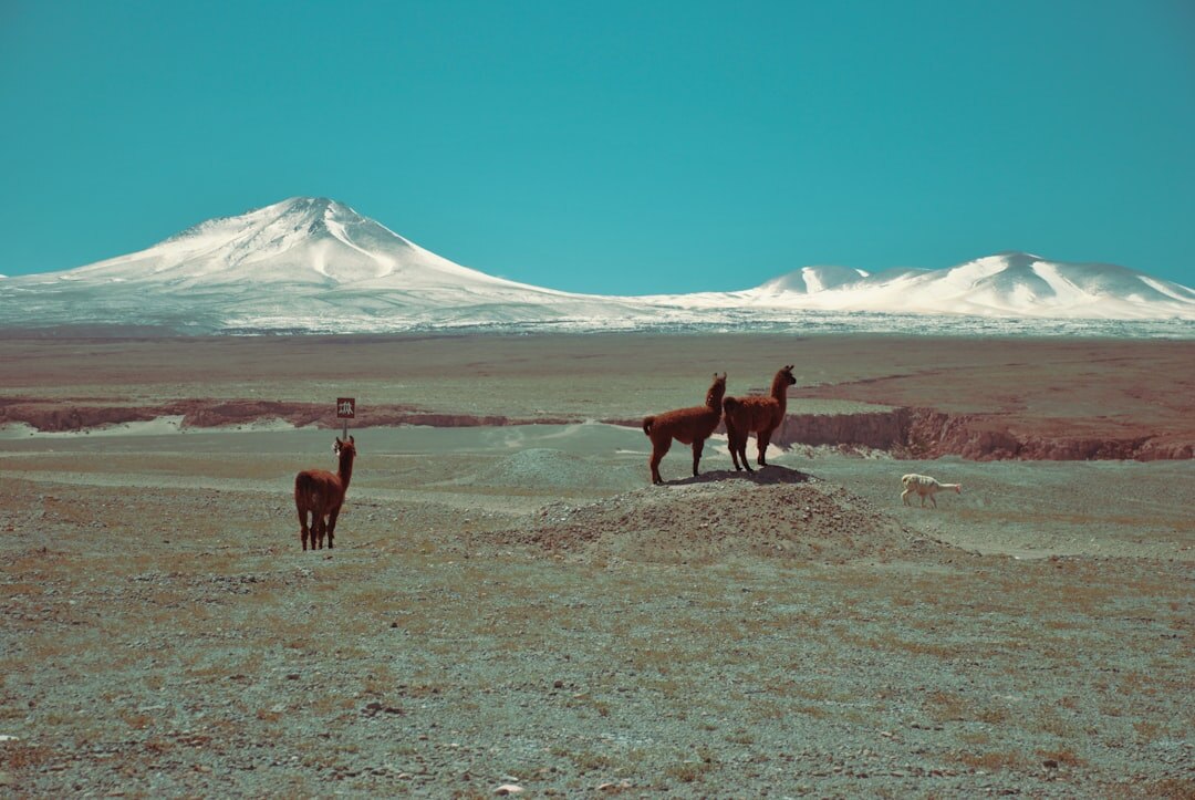 family weaving alpaca wool in chile